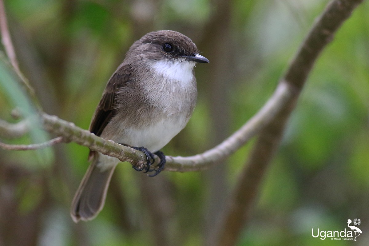 Swamp Flycatcher - ML644690015