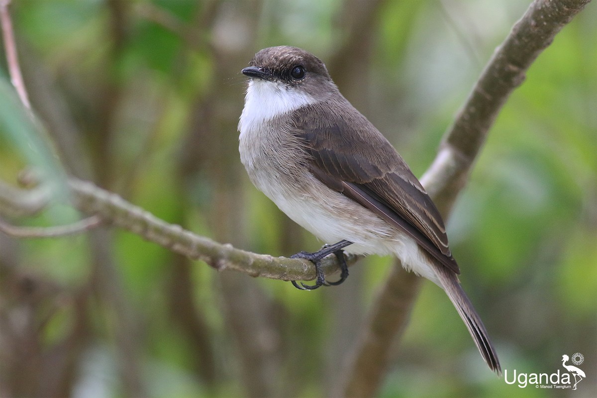 Swamp Flycatcher - ML644690016