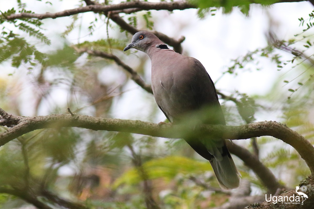 Red-eyed Dove - ML644690019