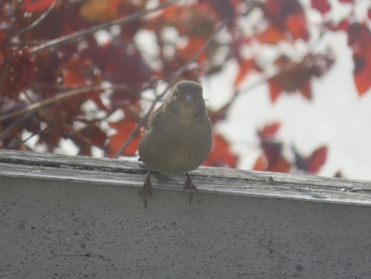 Etxe-txolarrea - ML644690020