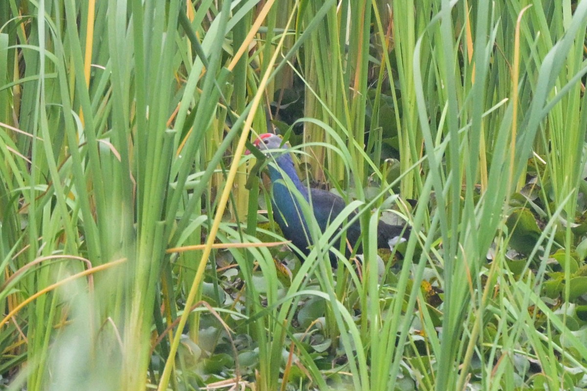 slípka šedohlavá - ML644690022