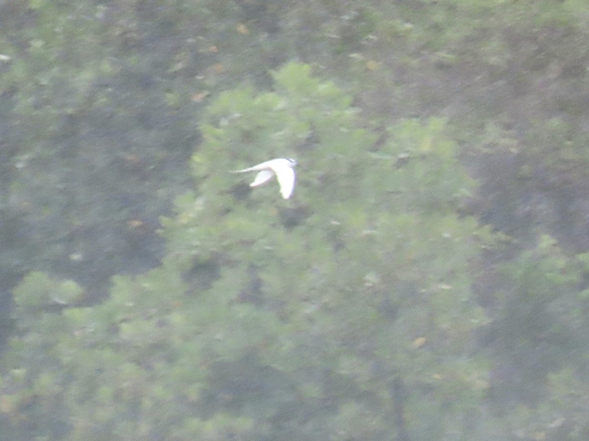 Black-naped Tern - ML644690023