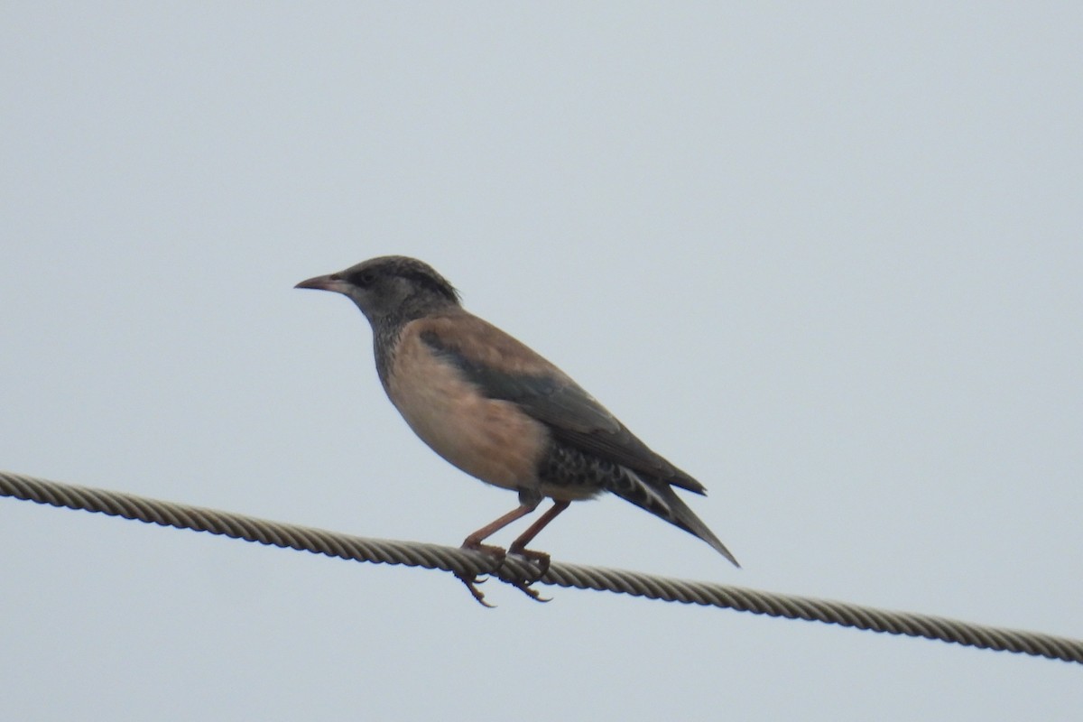 Rosy Starling - ML644690024