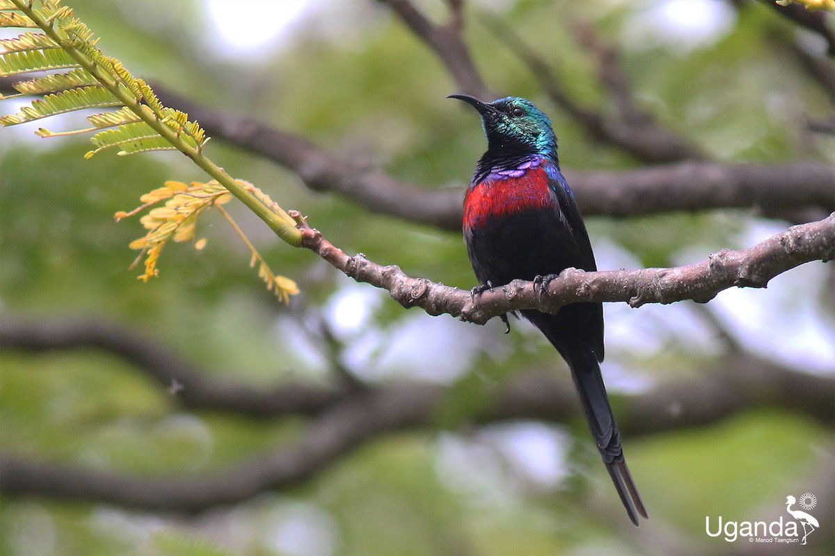Red-chested Sunbird - ML644690025
