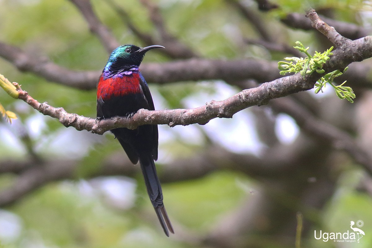 Red-chested Sunbird - ML644690026