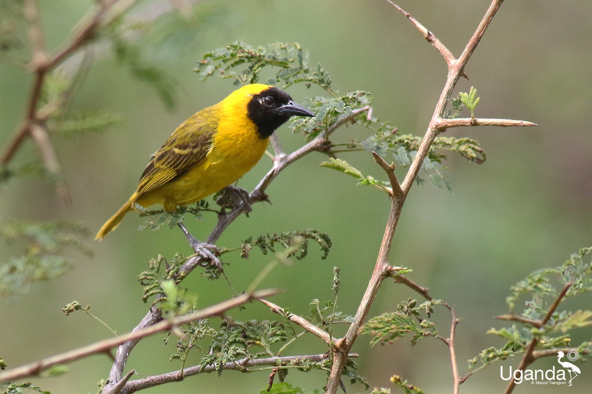 Slender-billed Weaver - ML644690027