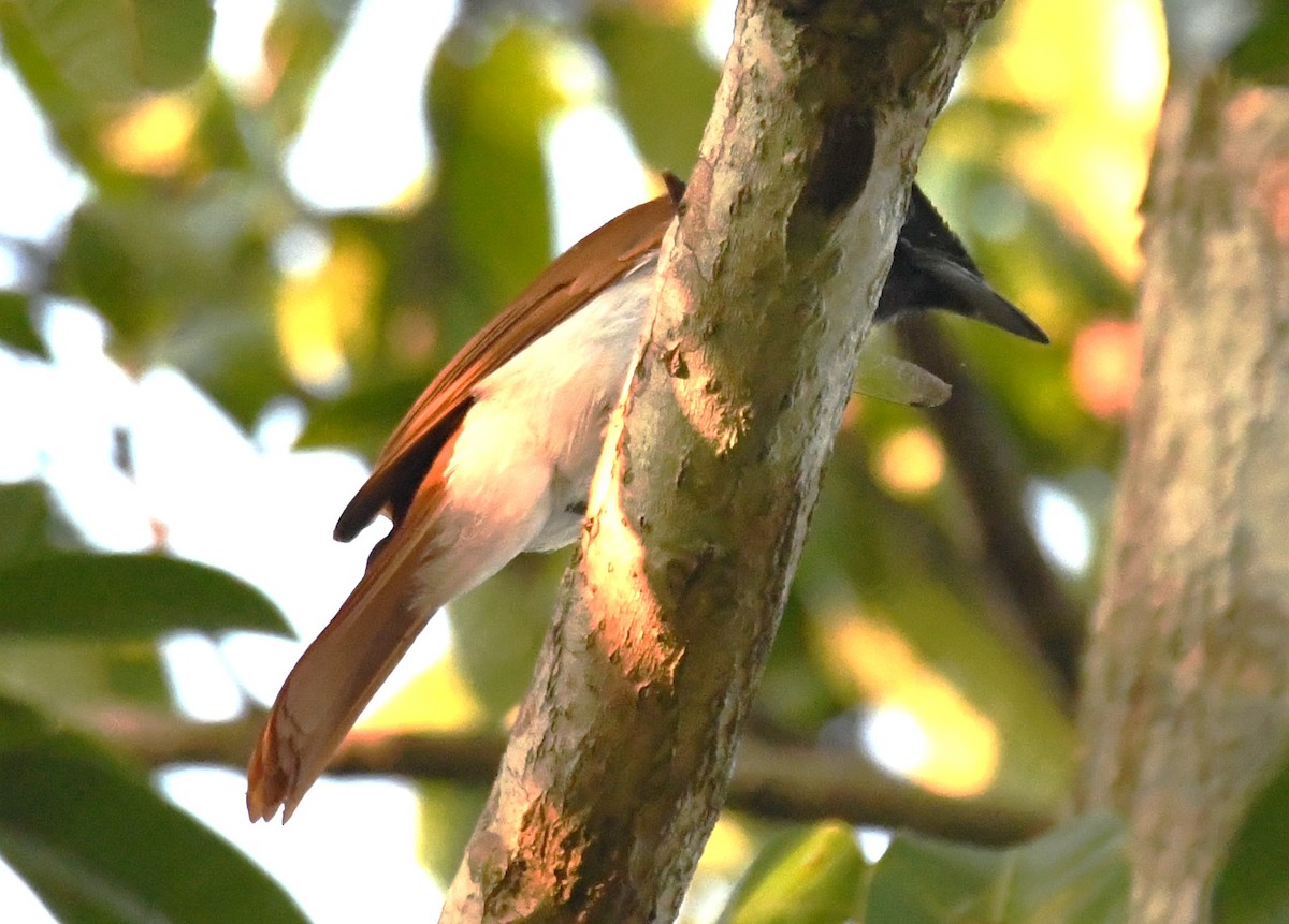 Indian Paradise-Flycatcher - ML644690028