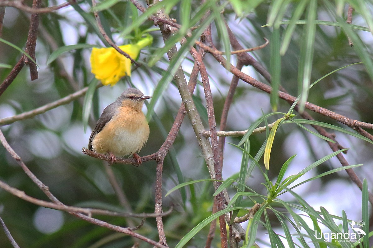 Northern Crombec - ML644690029