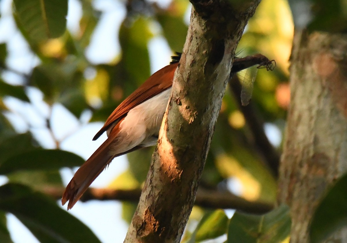 Indian Paradise-Flycatcher - ML644690032