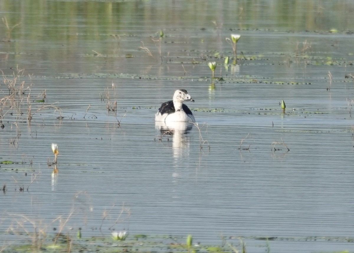 ברווז בלט-מקור - ML644690033