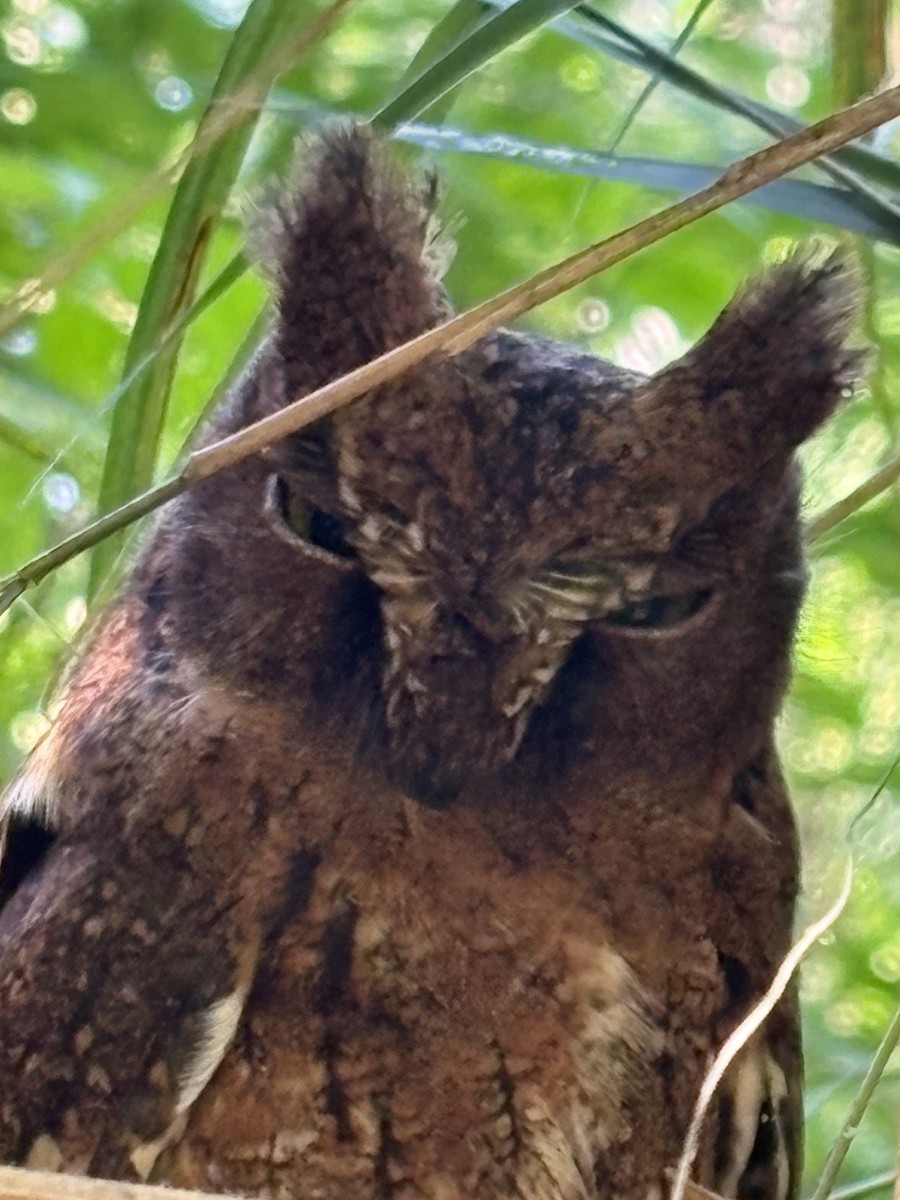 Madagascar Scops-Owl (Rainforest) - ML644690034
