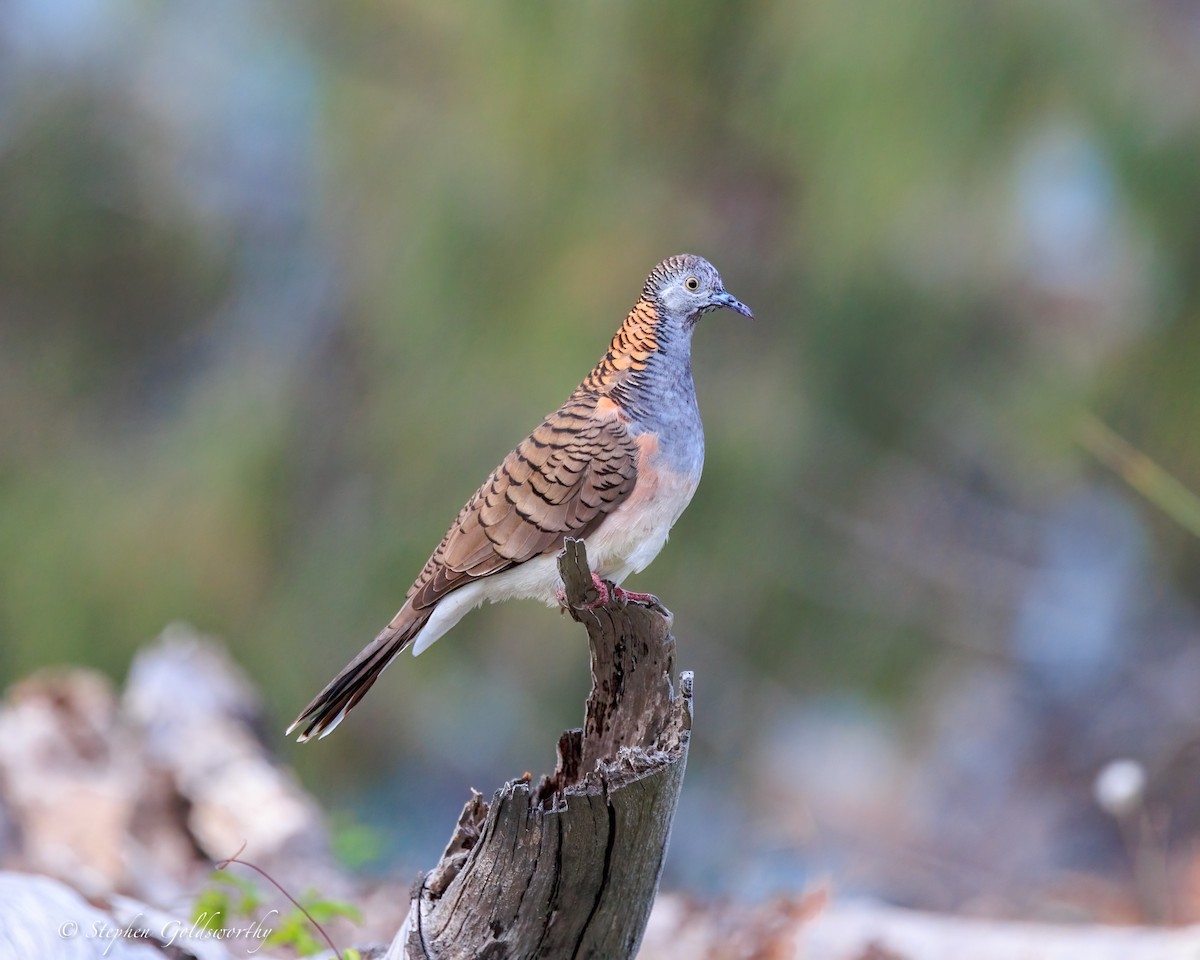 Bar-shouldered Dove - ML644690035