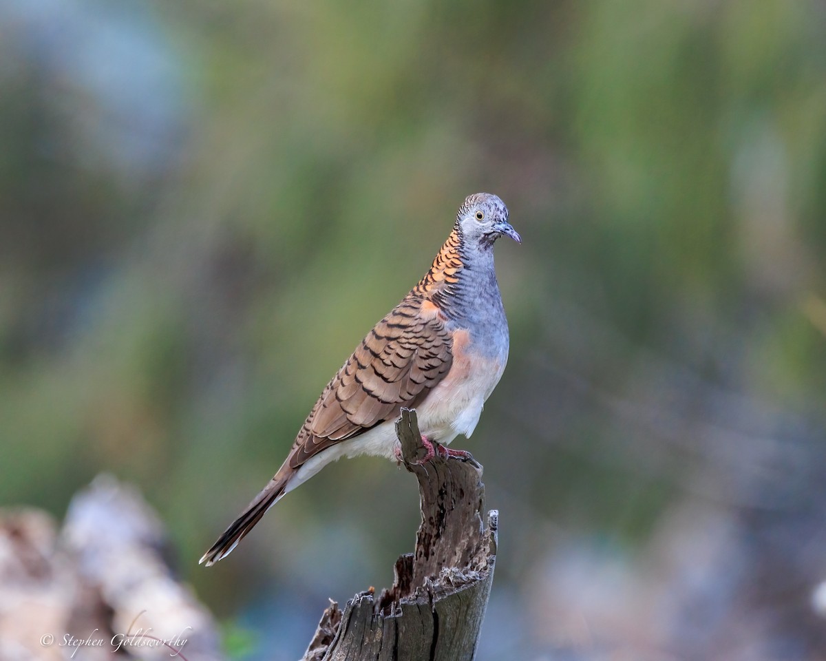 Bar-shouldered Dove - ML644690036