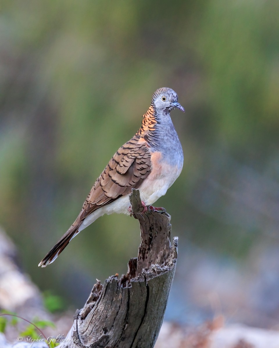 Bar-shouldered Dove - ML644690037