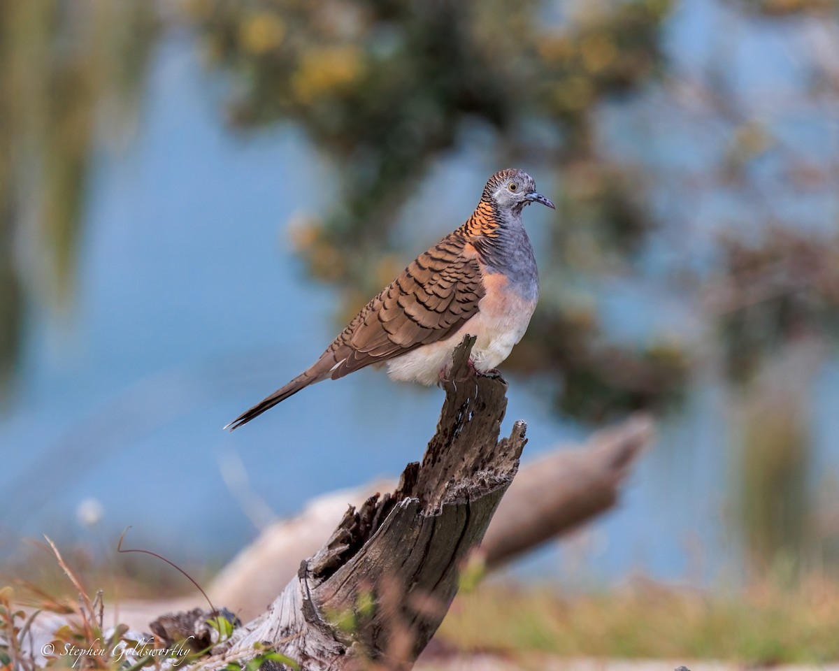 Bar-shouldered Dove - ML644690038