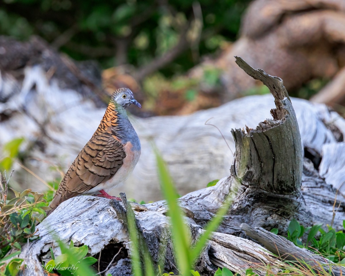 Bar-shouldered Dove - ML644690039