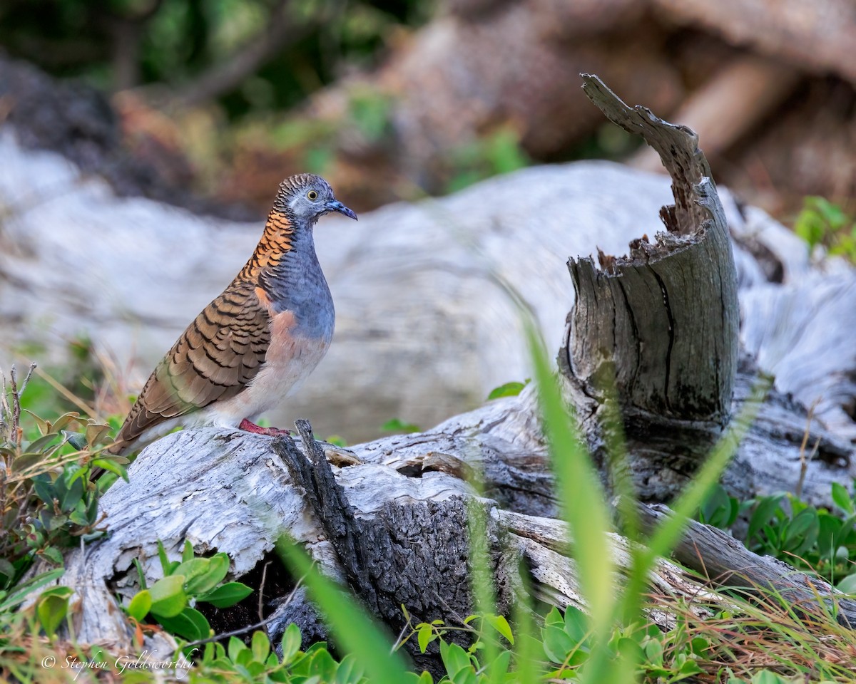Bar-shouldered Dove - ML644690040