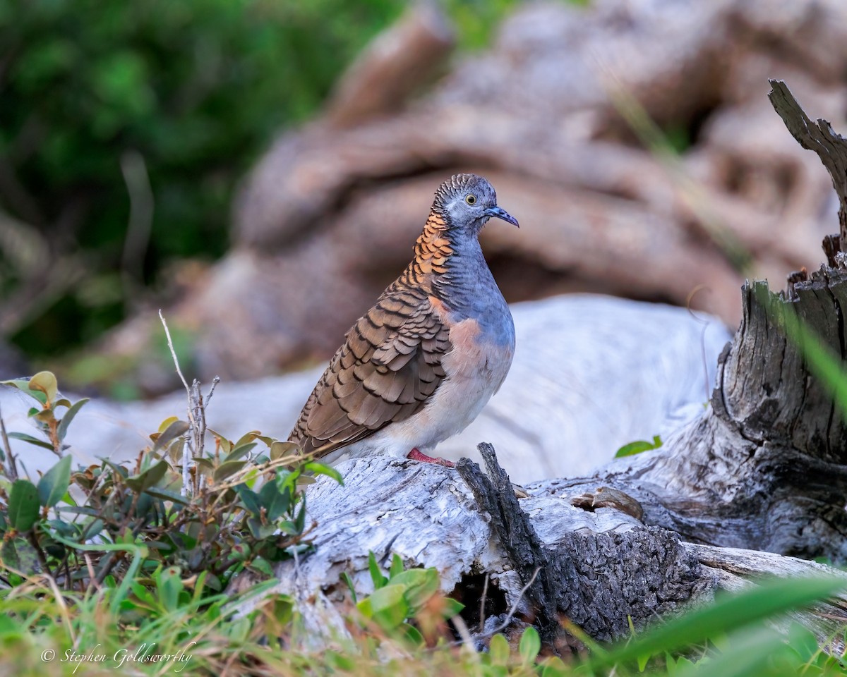 Bar-shouldered Dove - ML644690041