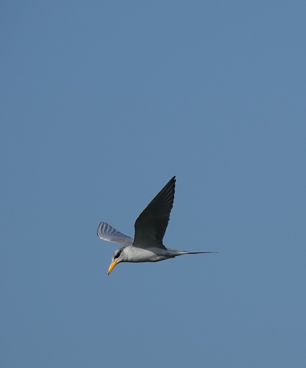 שחפית נהרות - ML644690042