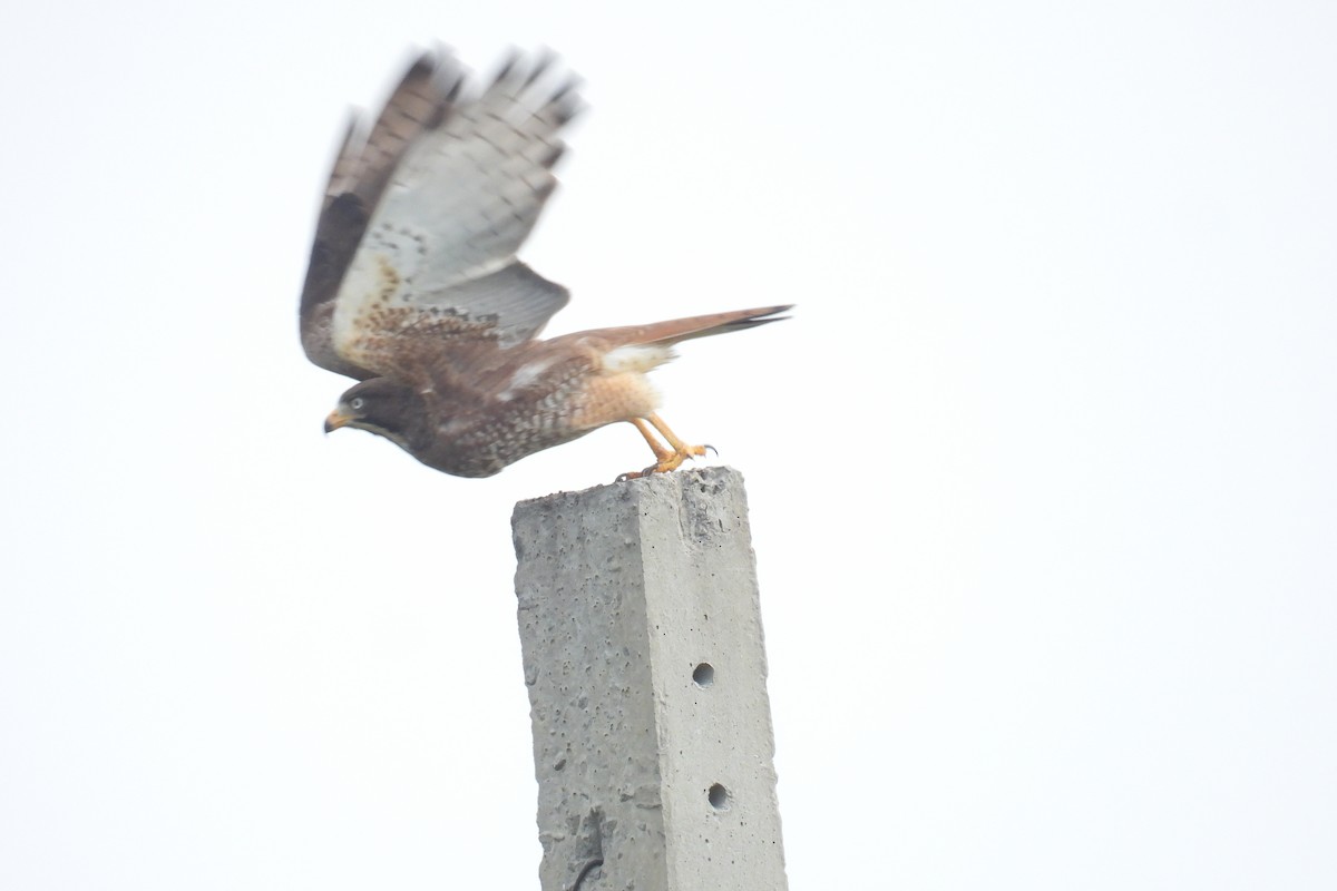עקב לבן-עין - ML644690045