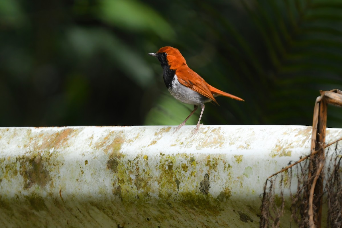 Okinawa Robin - ML644690046