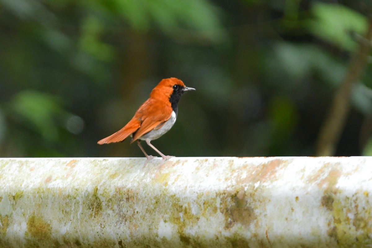 Okinawa Robin - ML644690047