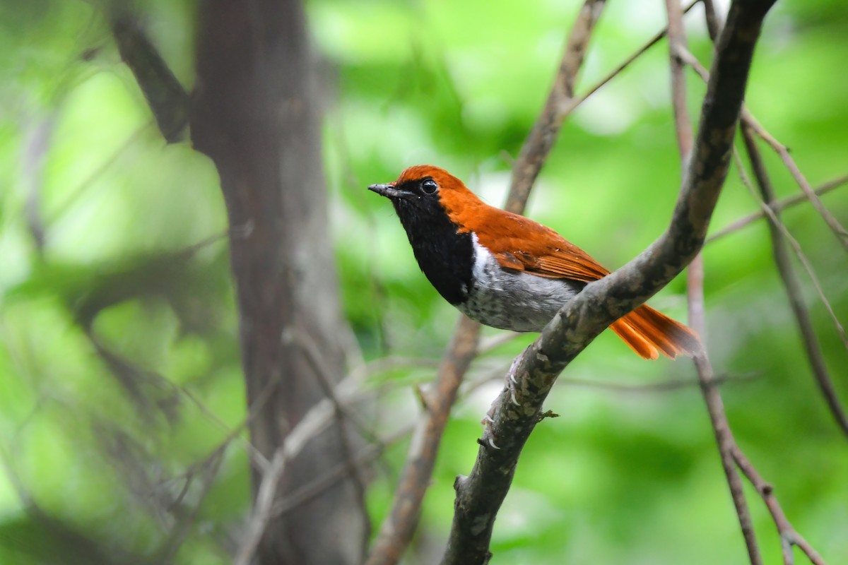 Okinawa Robin - ML644690048