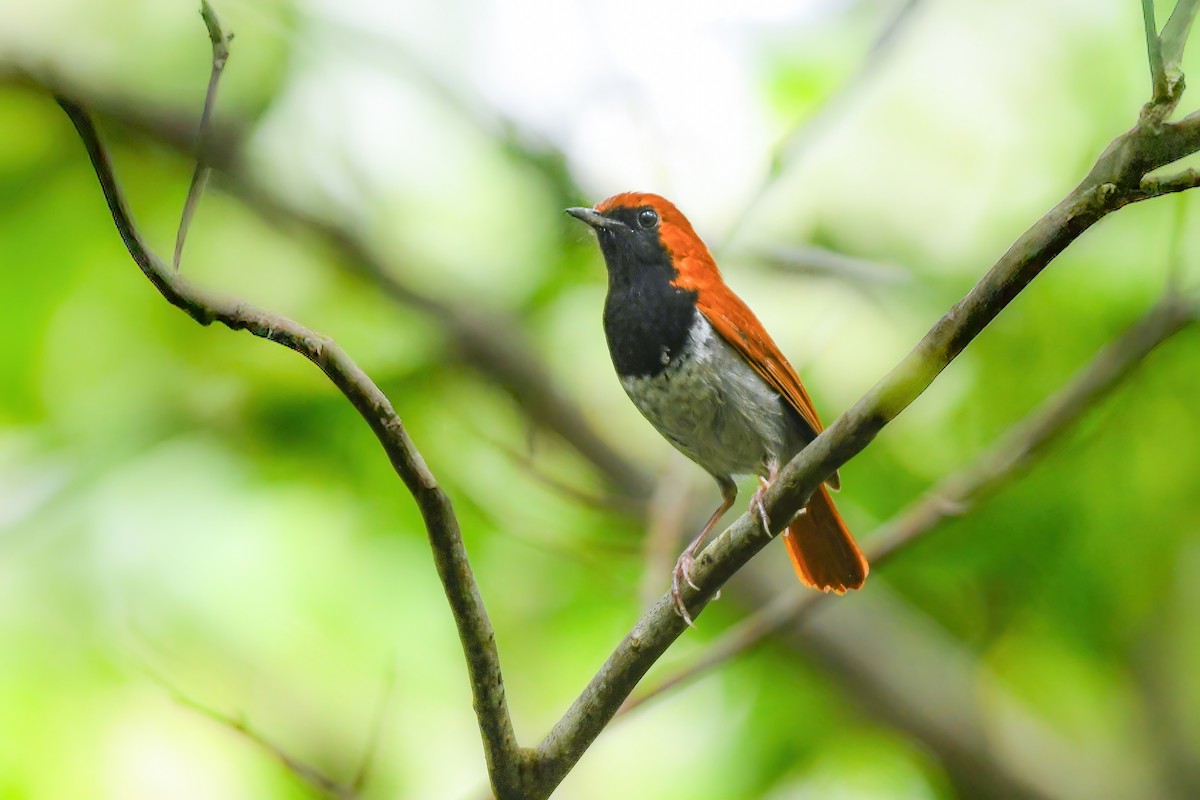 Okinawa Robin - ML644690049