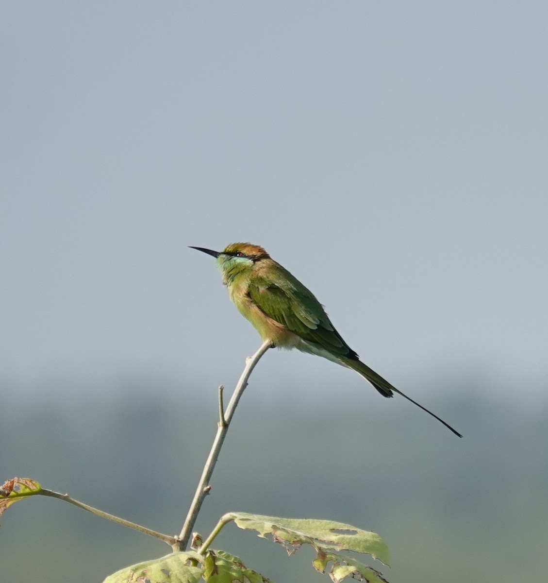 שרקרק חום כיפה - ML644690050