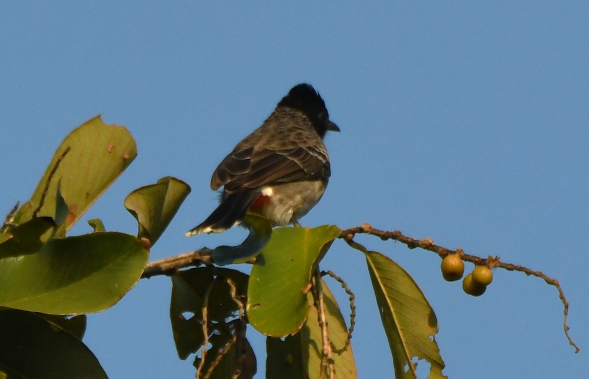 בולבול אדום-שת - ML644690051