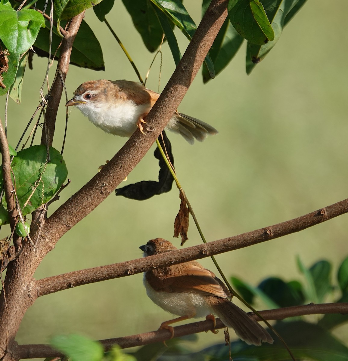 Yellow-eyed Babbler - ML644690055