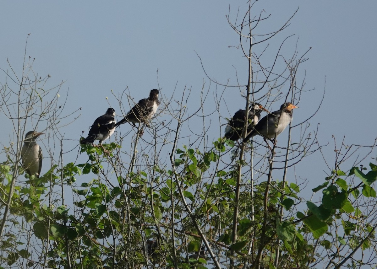 Indian Pied Starling - ML644690056