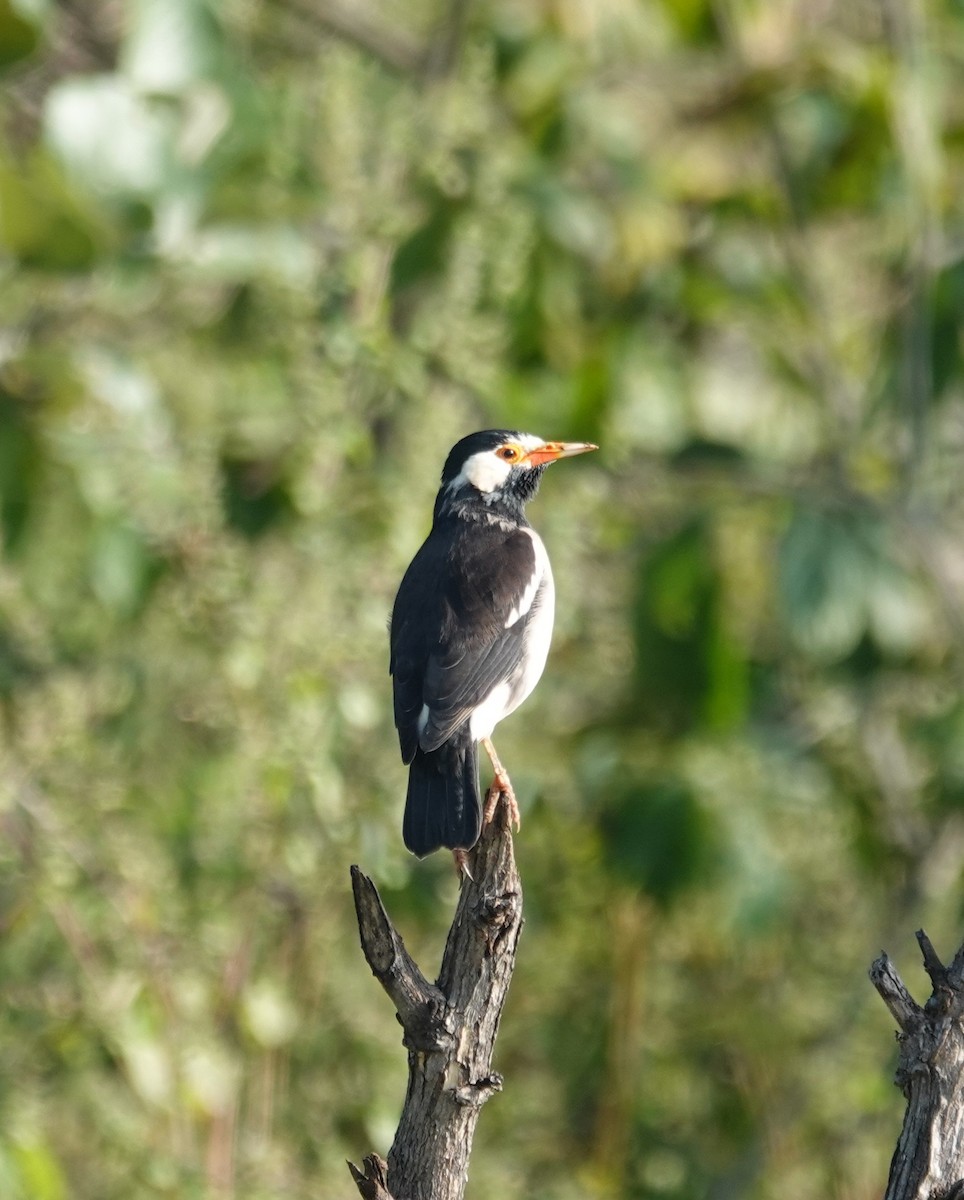 Indian Pied Starling - ML644690057