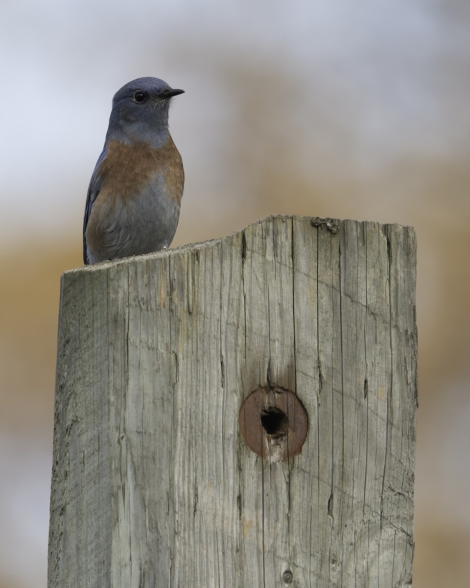 Western Bluebird - ML644690058