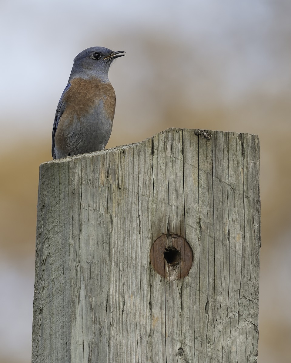 Western Bluebird - ML644690059