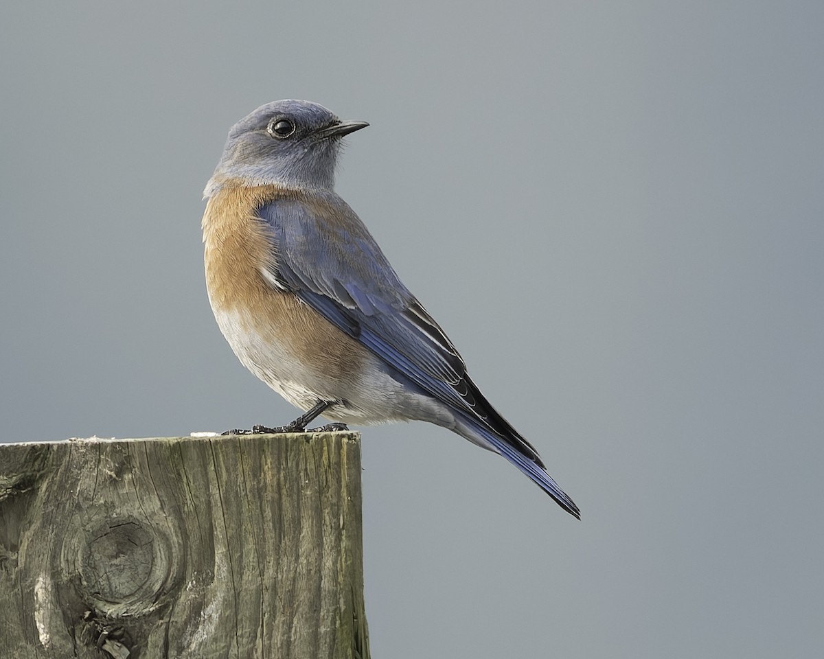 Western Bluebird - ML644690060