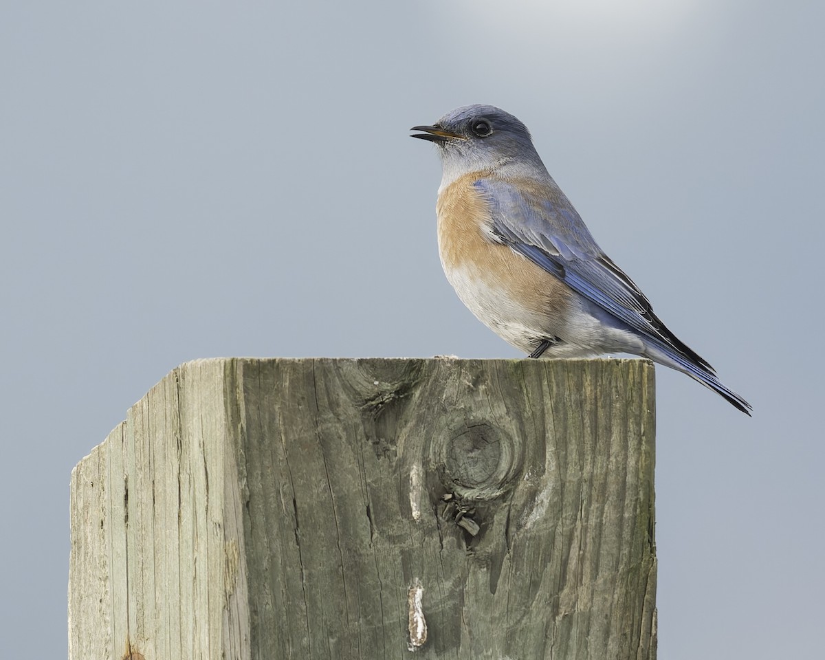 Western Bluebird - ML644690061