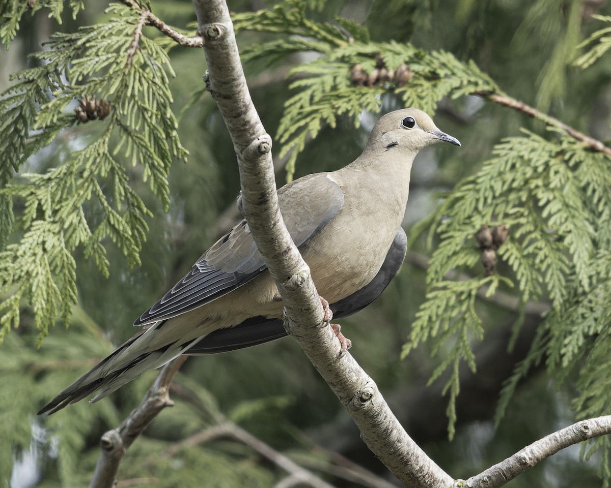תורית אמריקנית - ML644690063
