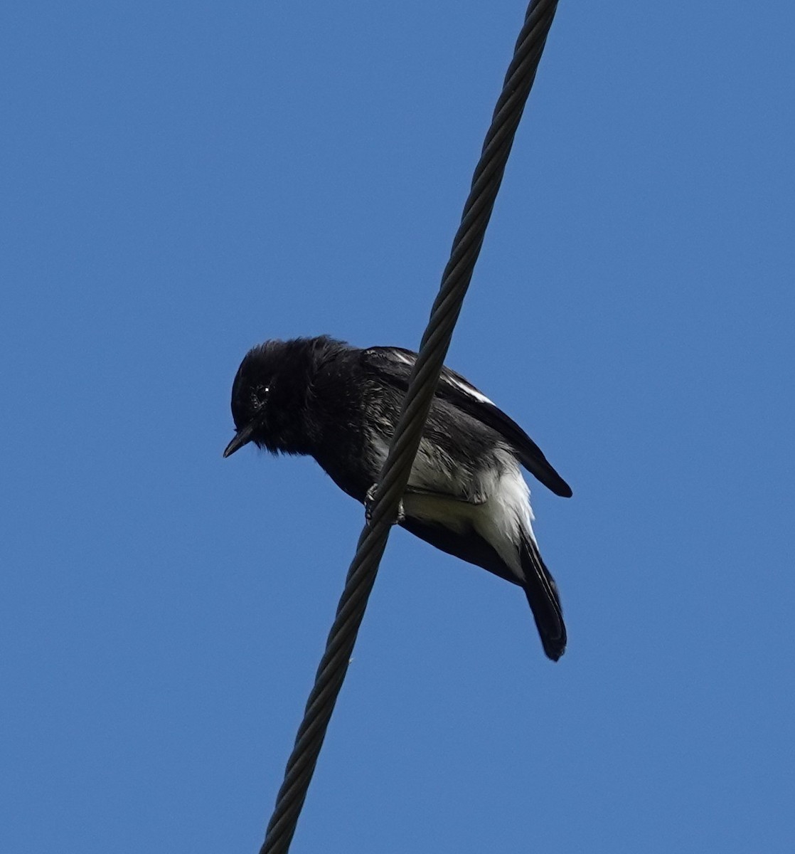 דוחל שחור - ML644690064