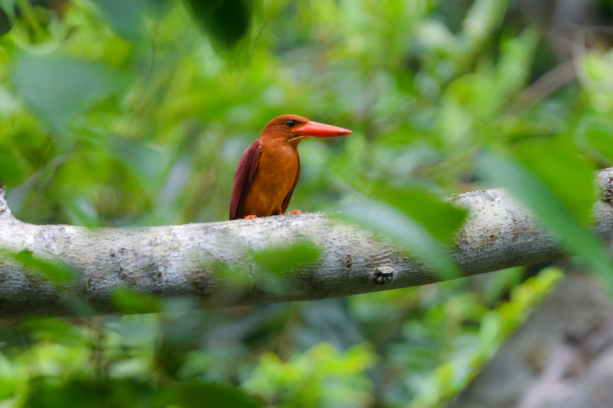 Ruddy Kingfisher - ML644690080