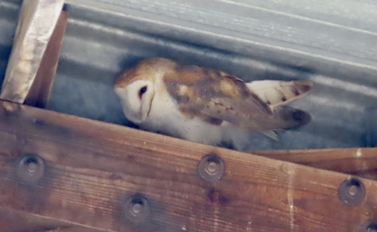 Hontz zuri amerikarra - ML644690081