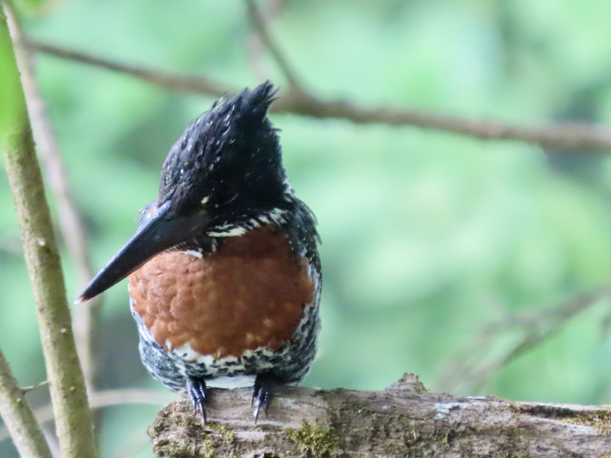 Giant Kingfisher - ML644690082