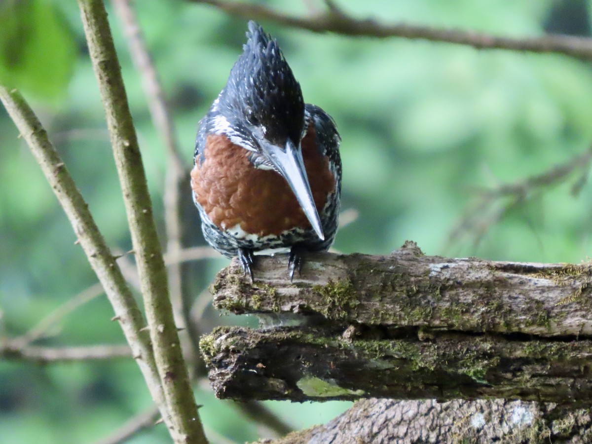 Giant Kingfisher - ML644690083