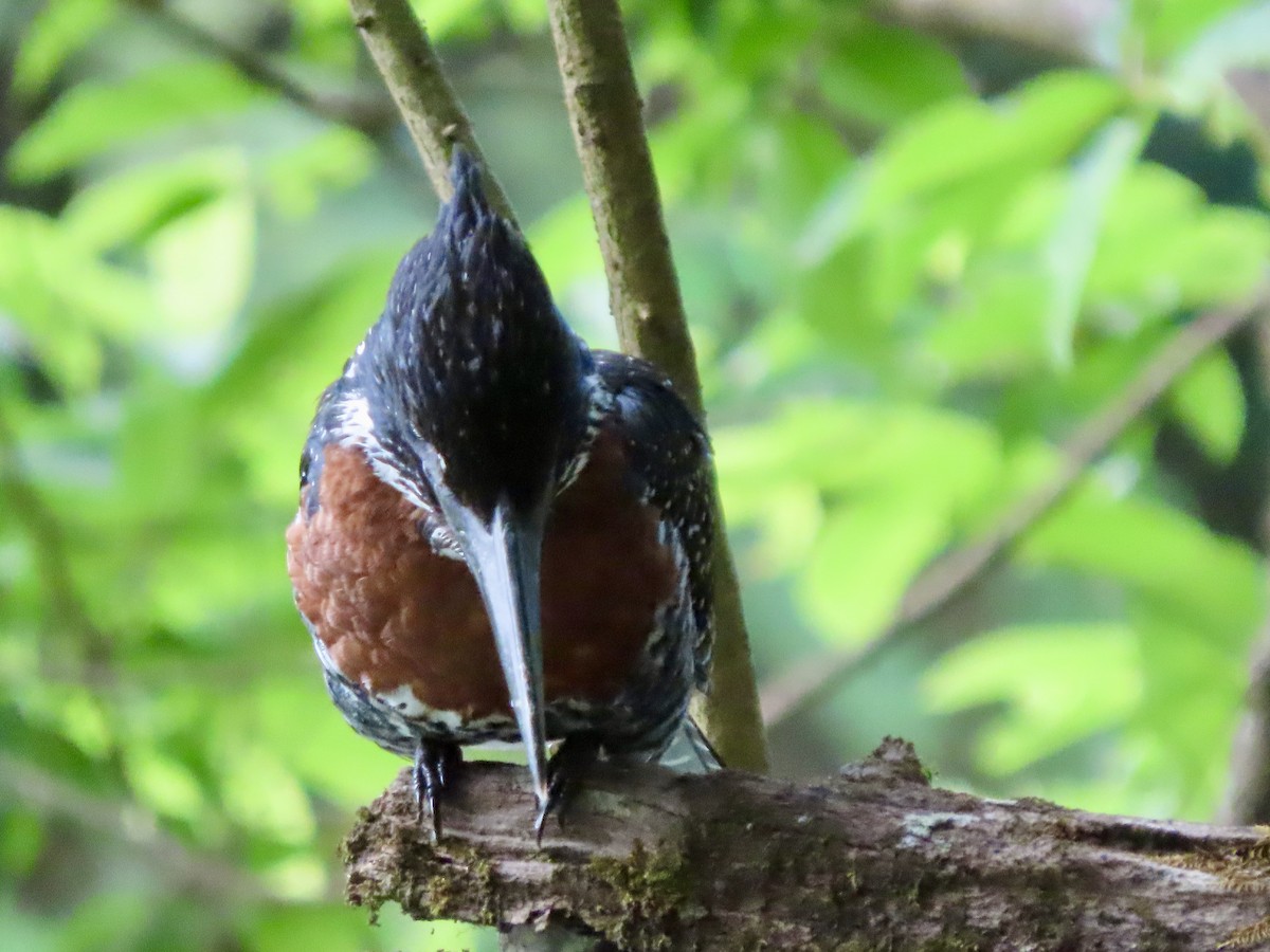 Giant Kingfisher - ML644690084