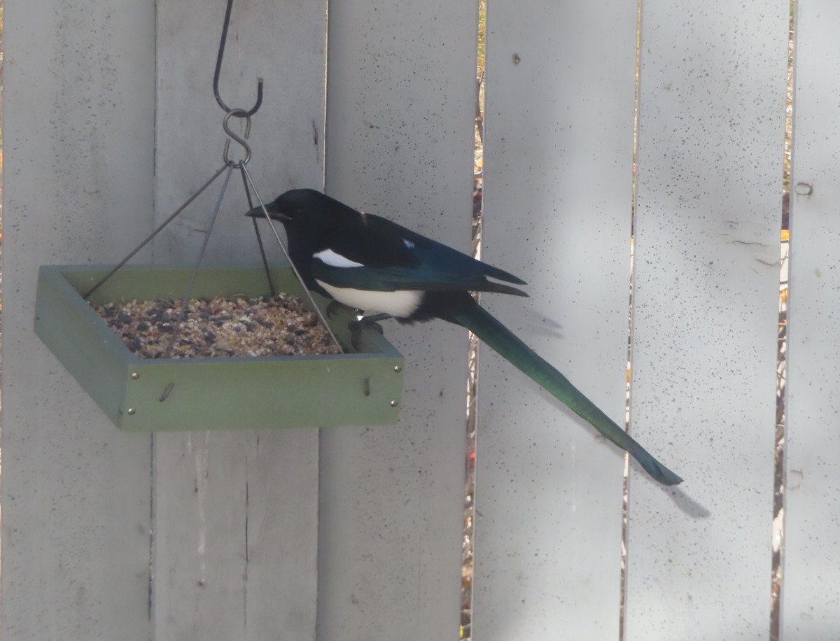 Mika iparramerikarra - ML644690085