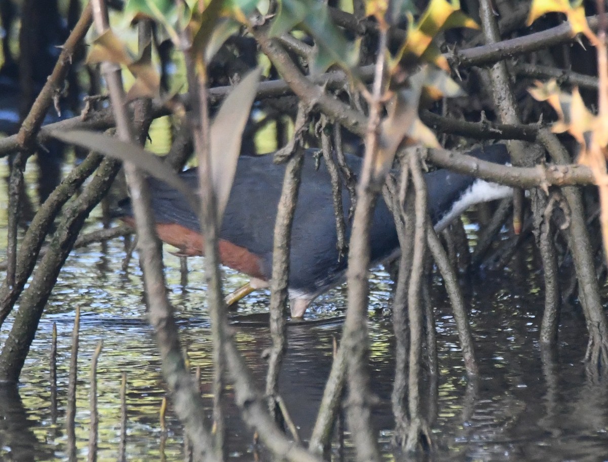 White-breasted Waterhen - ML644690086