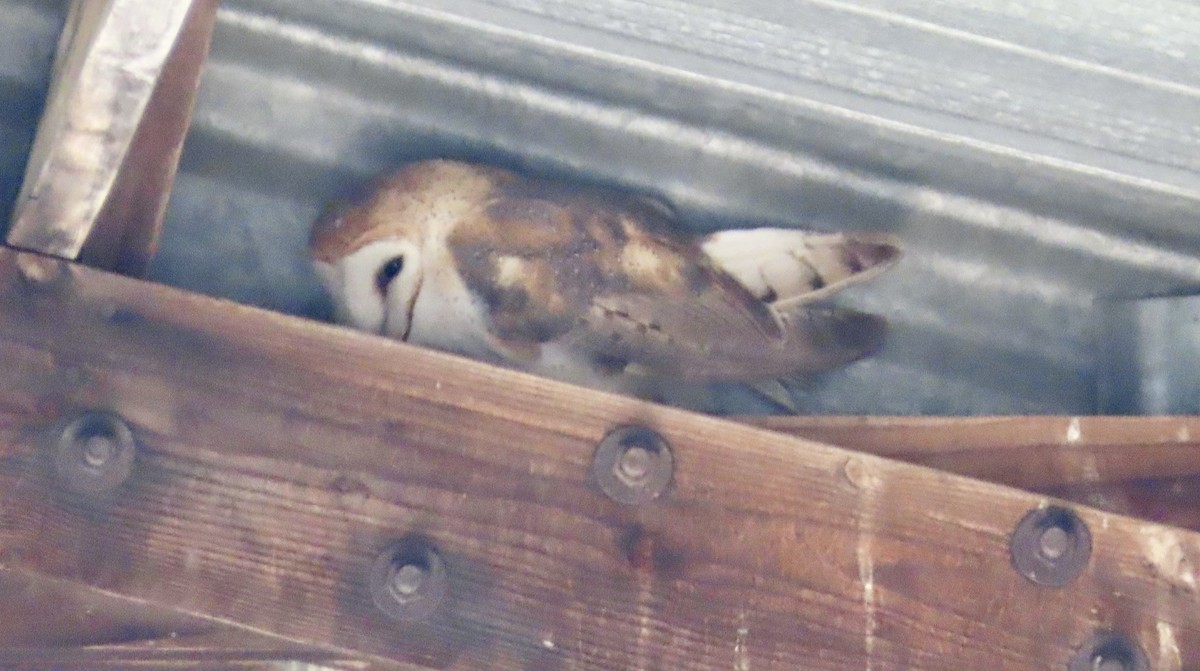 Hontz zuri amerikarra - ML644690087