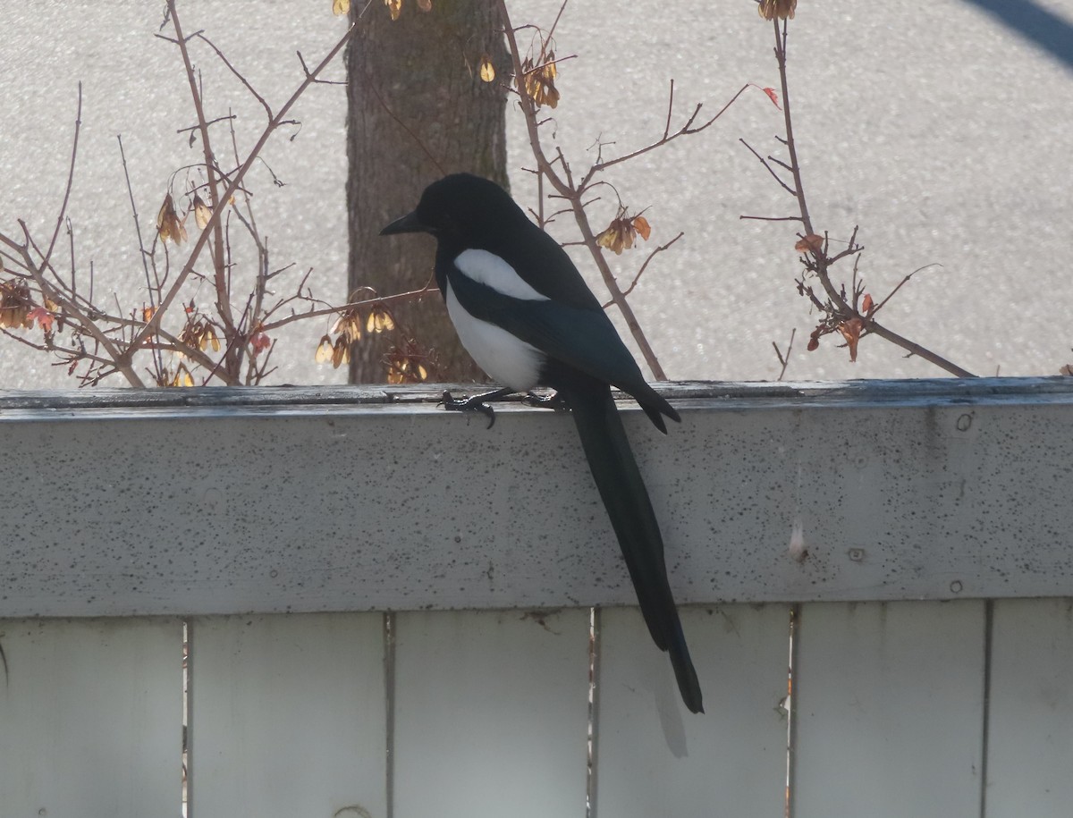 Mika iparramerikarra - ML644690088