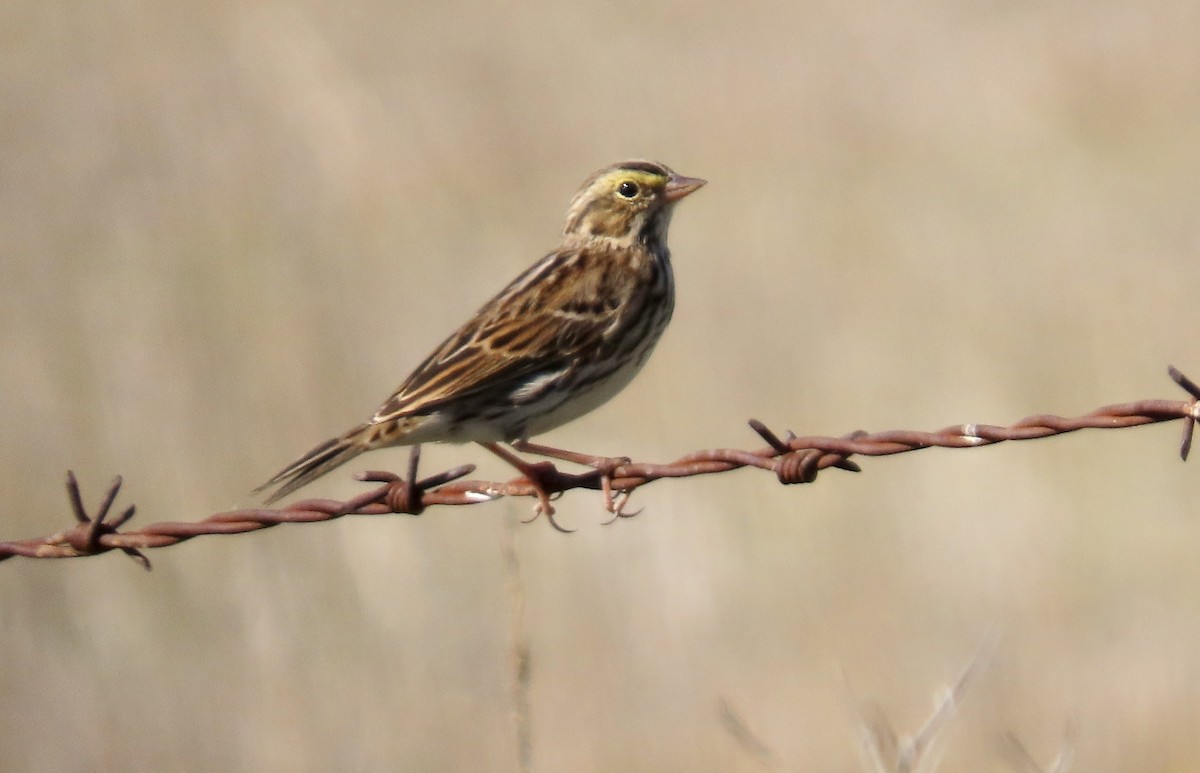 Savannah Sparrow - ML644690089