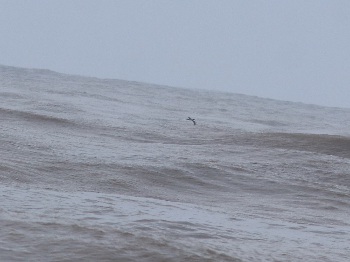 Zanga maskaraduna - ML644690090